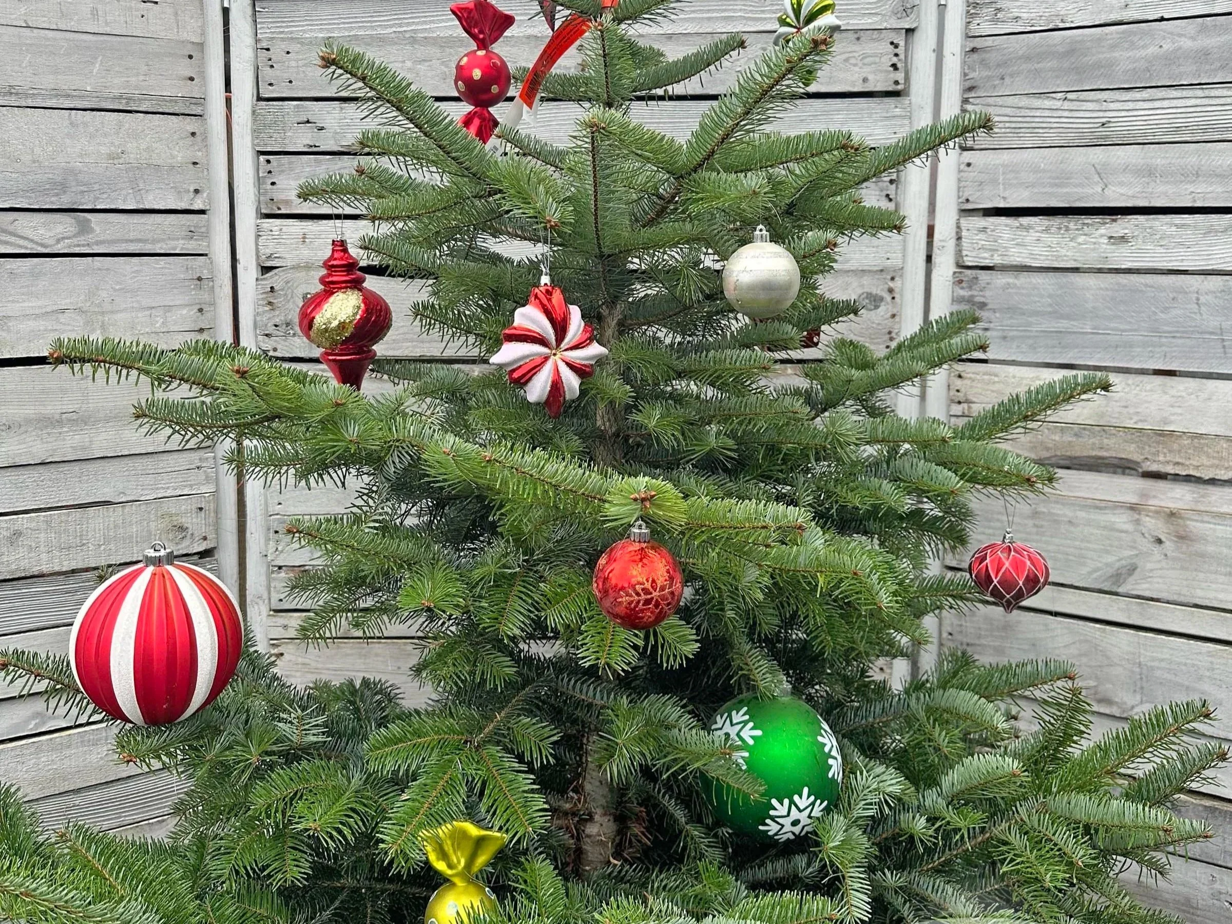 The Living Christmas Tree — Sunnyside Nursery
